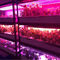 Wzrost roślin 1W SMD 3030 740nm 745nm LED Grow Light Chip
